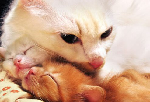 Mama and kittrn cats.