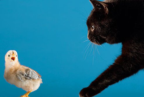 A cat stalking a bird.