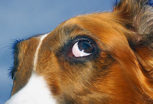 A dog looking up.