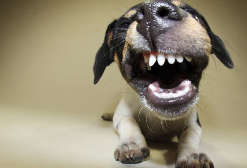 A dog snarling.