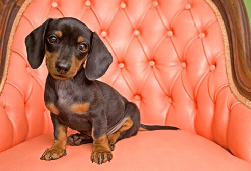 A dog on a pink chair.