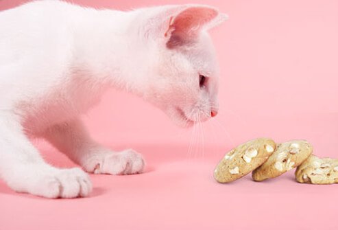 Cat sniffing macadamia nut cookie