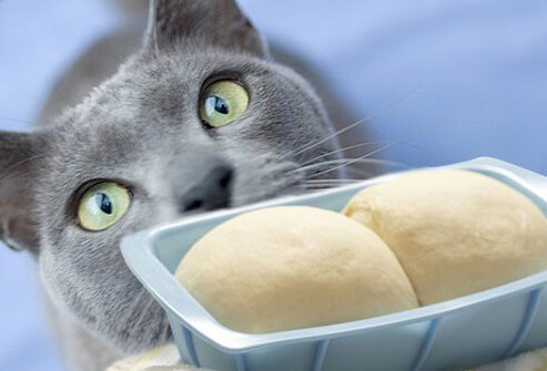 Cat looking up at rising bread dough