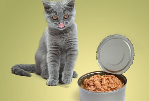 Cat looking at can of tuna, tongue out