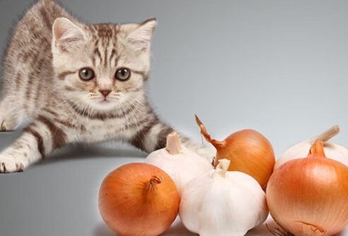 Kitten in defensive crouch against onions & garlic