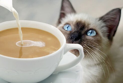 Cat watching cream pouring into coffee