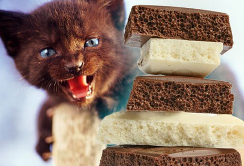 Kitten hissing at stack of white & dark chocolate