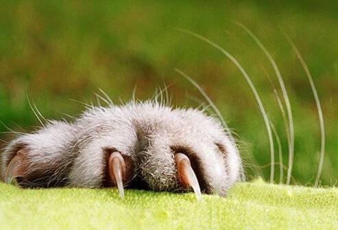 Kitten's sharp claws and whiskers