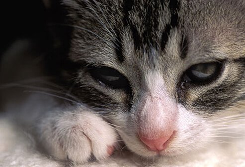 Close-up of of sleepy looking cat