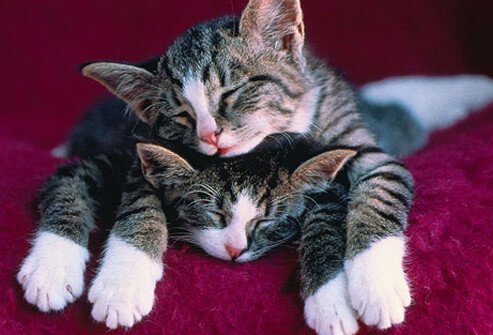 Two kittens with white paws sleeping