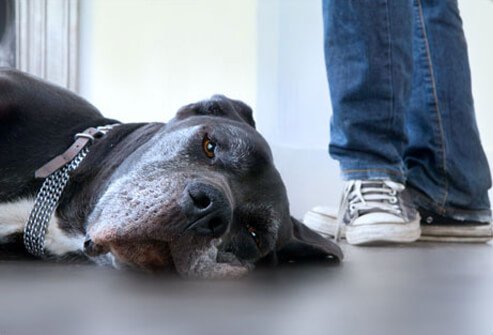 Photo of dog lying on floor.