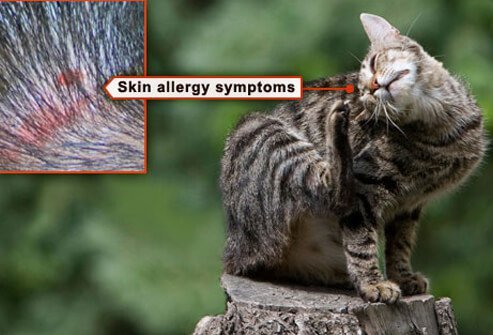 Photo of cat scratching flea allergy on neck.