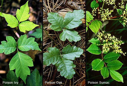 Poison ivy is the only one that always has three leaves, one on each side and one in the center.