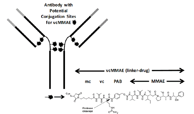 POLIVY™ (polatuzumab vedotin-piiq) Structural Formula  - Illustration
