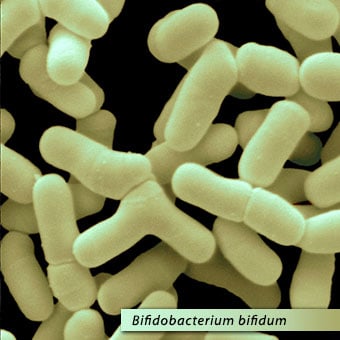 SEM micrograph of Bifidobacterium bifidum