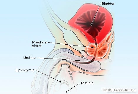 Prostate Gland Illustration