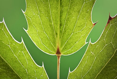 Green spiny leaves of a plant. 