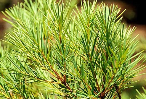 A photo of green tree needles and branches. 