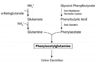 RAVICTI Mechanis m of Action - Illustration