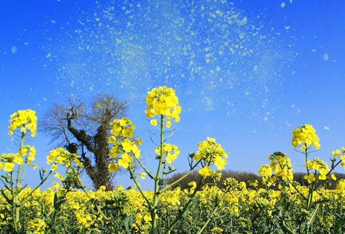 Allergies irritate airways and may trigger asthma. 