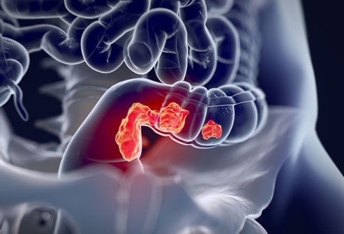 The rectum is the terminal part of the large intestine. 