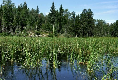 Aside from corn, wild rice is the only commonly eaten grain that's native to North America.