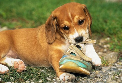 A puppy chewing a shoe.