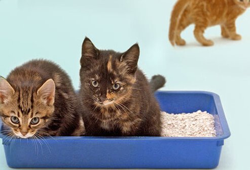 Kittens using litter box.
