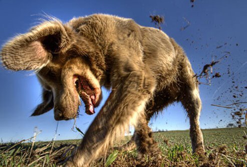 A dog digging in the yard.