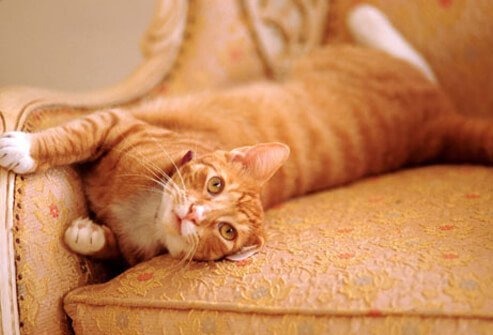 A cat on the couch.