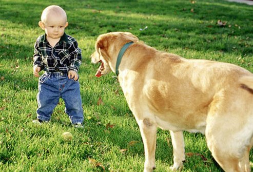 A small boy with a big dog.