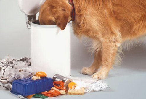 A dog eating trash.