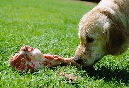 A dog eating a bone.