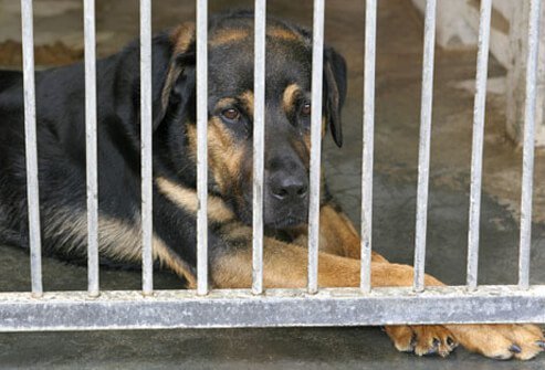 A dog in the pound.