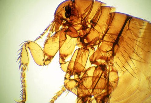 Flea close-up.