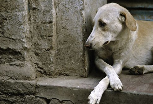 Abandoned dog.