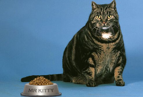 Overweight cat.