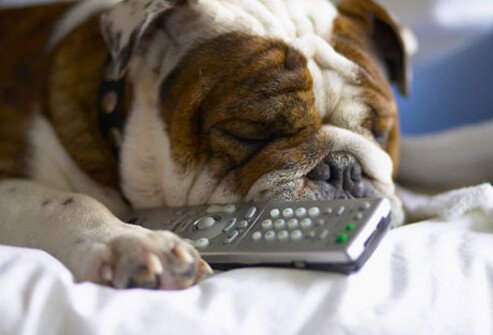 Bulldog with remote control.