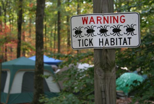 In people exposed to tick-infested habitats, prompt, careful inspection and removal of crawling or attached ticks is an important method of preventing disease.