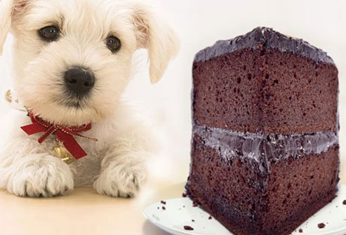 dogs should avoid chocolate