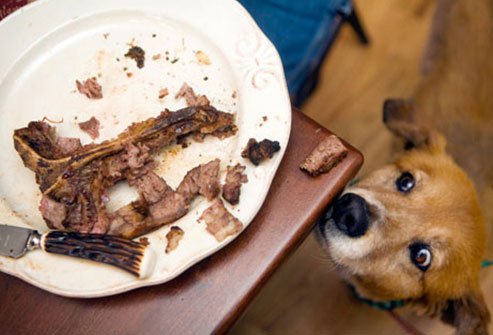 dogs should not eat bones or fat off of meat