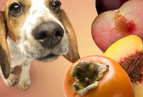 dogs should avoid persimmons, peaches and plums