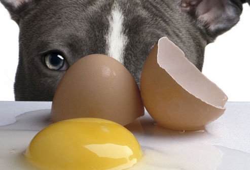 dogs should not eat raw eggs