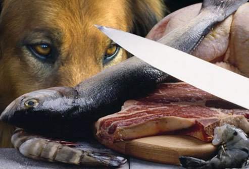 dogs should not eat raw meat or fish