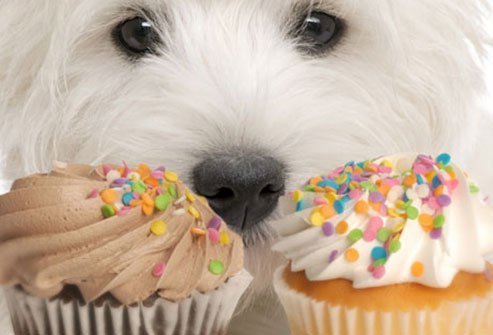 dogs should avoid sweet foods