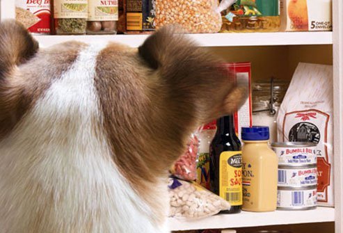 keep dogs out of the pantry
