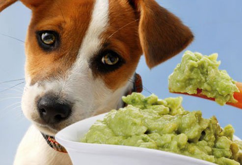 dogs should avoid avocados or guacamole