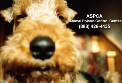 dog poison control