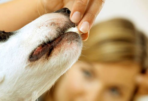dog eating treat