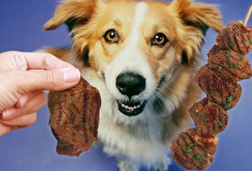 dogs can eat lean meat
